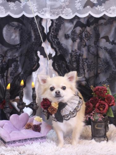 20231021とわくん